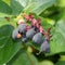 Salal Berries