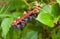 Salal berries, Gaultheria shallon