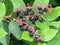 Salal Berries - Gaultheria Shallon