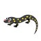 Salamander animal cartoon character vector illustration