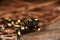 Salamander common