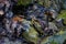 Salamander crawling on rocks and wet autumn leaves