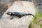 Salamander in the foreground on stone granite River