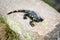 Salamander in the foreground on stone granite River