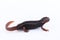 Salamander Himalayan Newt on white background and Living On th