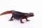 Salamander Himalayan Newt on white background and Living On th