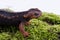 Salamander (Himalayan Newt) on white background and Living On th