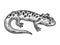 Salamander lizard animal sketch vector