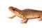 Salamander, or newt, on white backgroud