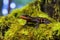 salamander perched on a mossy rock in a rainforest