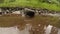 Salamander in a puddle after a rain in a mountain forest