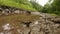 Salamander in a puddle after a rain in a mountain forest