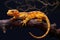 salamander resting on a branch during limb regrowth