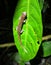 Salamander on a Tropical Forest Leaf