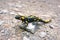 Salamander on a walk