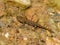 Salamandra salamandra, spotted salamander