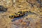 Salamandra salamandra, spotted salamander