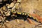 Salamandra salamandra, spotted salamander