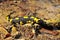 Salamandra salamandra, spotted salamander