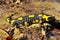 Salamandra salamandra, spotted salamander