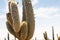 Salar de Uyuni salt plains with large cactuses of island Incahuasi. Bolivia
