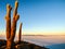 Salar de Uyuni salt plains with large cactuses of island Incahuasi at sunrise time, Andean Altiplano, Bolivia, South