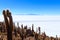 Salar de Uyuni view from Isla Incahuasi