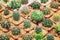 Sale of cactuses in the Flower market