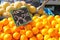 Sale of citrus on the market