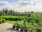 sale of coniferous evergreen plants in the garden center. thuja, decorative pines, firs, junipers in the garden in a row