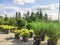 sale of coniferous evergreen plants in the garden center. thuja, decorative pines, firs, junipers in the garden in a row