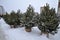 Sale of coniferous trees by New Year in Russia