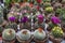 Sale of flowering cacti in the flower market.