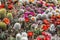 Sale of flowering cacti in the market