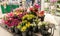 Sale of flowers of tulips and roses in a supermarket. Flower market,