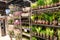 Sale of flowers of tulips and roses in a supermarket. Flower market,