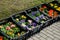 Sale of primroses at a garden center on the street. spring flowers displayed in shipping crates on the ground by the sidewalk at t