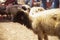 Sale of sheep for the feast of the lamb where a passage from the Bible and also from the Koran is commemorated, where sheep and