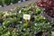 for sale torenia flowers in spring