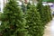 The sale of a variety of artificial Christmas trees of green color a range in the shop decor