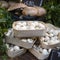 Sale of various types of mushrooms in birch bark boxes at farmers market. Including chanterelles