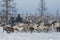 Salekhard, Russia, March 2018, nomadic camp of reindeer herders