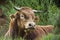 A saler cow is resting in the grass, Vosges, France