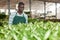 Salesman preparing for sale potted Dieffenbachia Camille