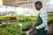 Salesman preparing for sale potted hedera mix