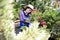 A saleswoman checks out freshly imported conifers. Garden Store.