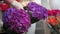 Saleswoman takes fresh purple hydrangea flowers from vase