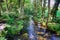 Salgadelos rill and forest in the province of Lugo in Spain.