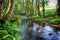 Salgadelos rill and forest in the province of Lugo in Spain.