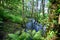 Salgadelos rill and forest in the province of Lugo in Spain.